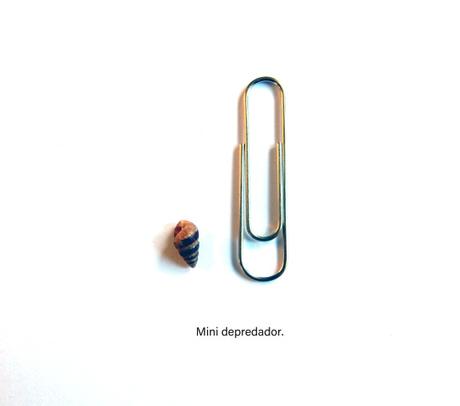 Depredador voraz.