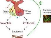 Prolactina afecta cómo siente Dolor