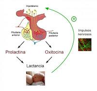 La Prolactina afecta cómo se siente el Dolor