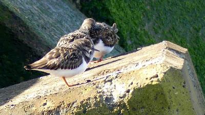 VUELVEPIEDRAS Y CORRELIMOS OSCUROS