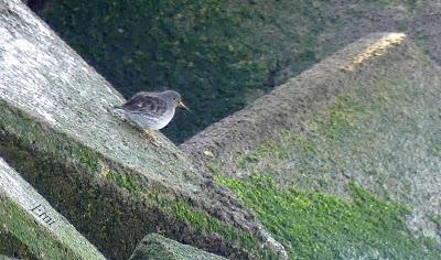 VUELVEPIEDRAS Y CORRELIMOS OSCUROS