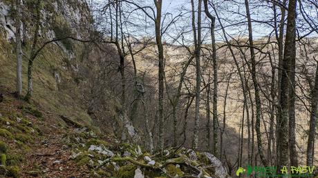 Bosque y sendero por el Camín de la Madera