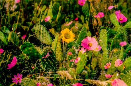 Desinstrucciones para mirar (y mostrar) un girasol