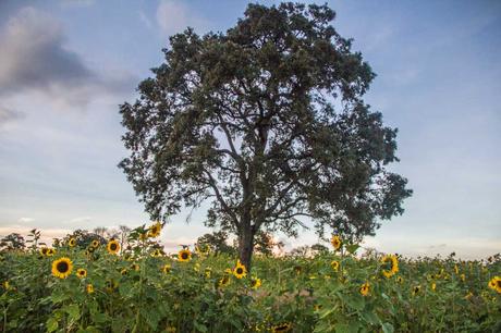 Desinstrucciones para mirar (y mostrar) un girasol