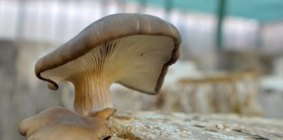 Ahora se puede solicitar inóculo de forma online para producir hongos