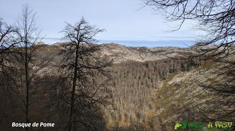 Vista del Bosque de Pome desde el Camín de la Madera