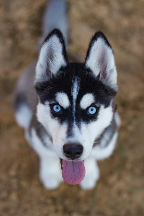 Husky Siberiano