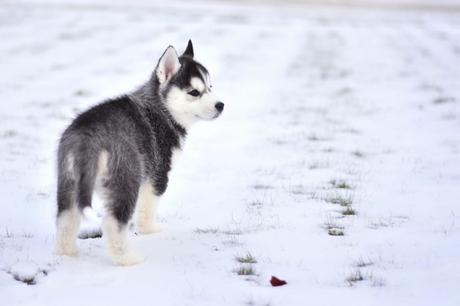 Husky Siberiano