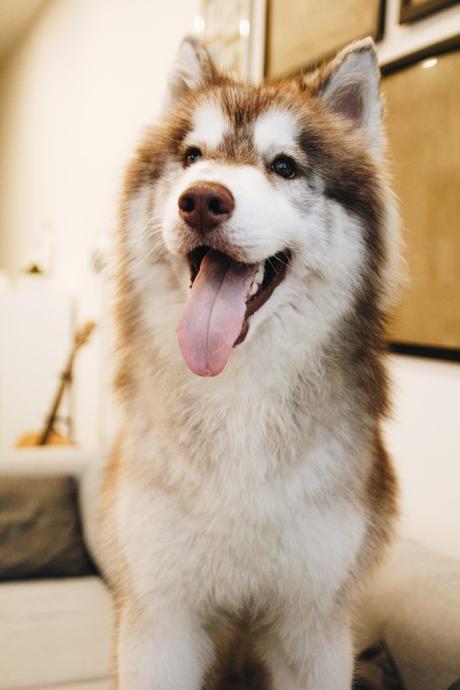 Husky Siberiano