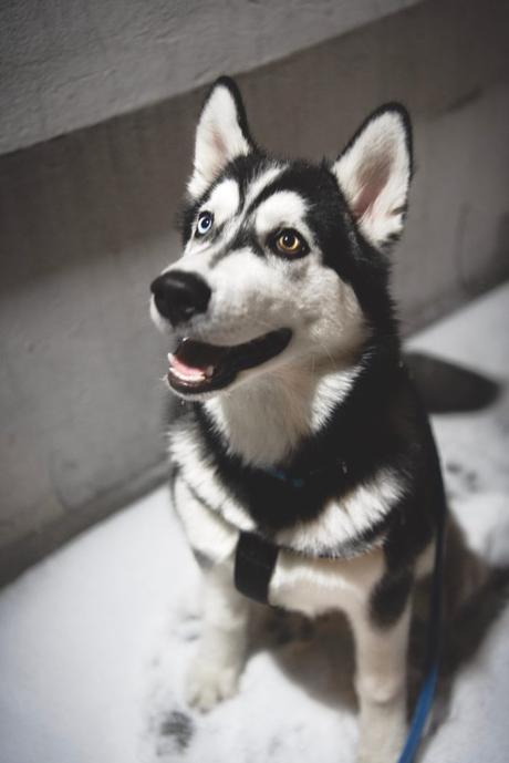 Husky Siberiano