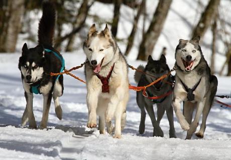 Husky Siberiano