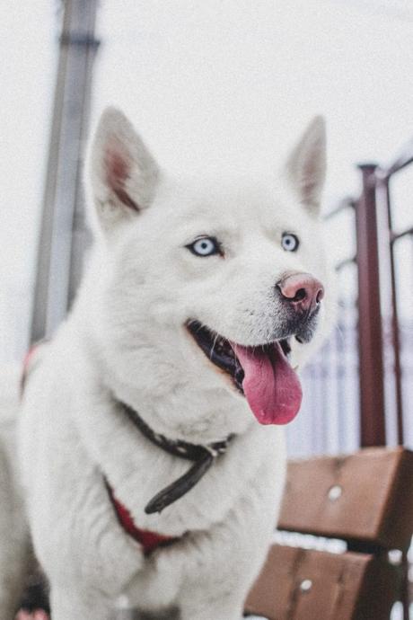 Husky Siberiano