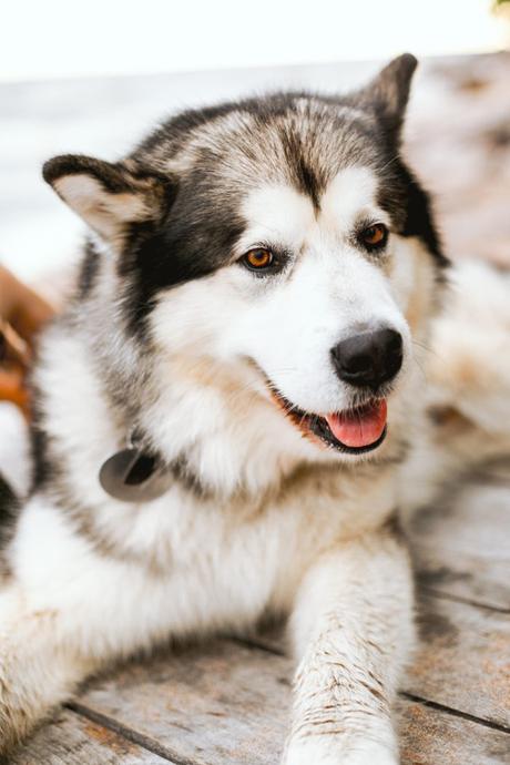 Husky Siberiano