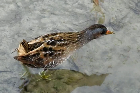 Récord, abrazos, polluela pintoja y gaviota de Bonaparte