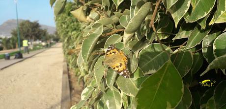 Vanessa cardui: La Viajera