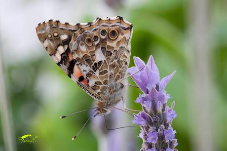 Vanessa cardui: La Viajera