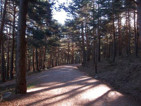 Chorrera de Mojonovalle y abedular de Canencia. Ruta fácil en la Sierra de Guadarrama (Madrid)