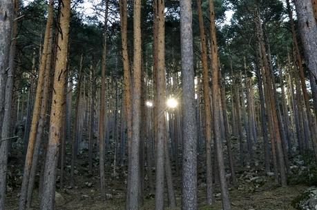 Chorrera de Mojonovalle y abedular de Canencia. Ruta fácil en la Sierra de Guadarrama (Madrid)