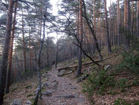 Chorrera de Mojonovalle y abedular de Canencia. Ruta fácil en la Sierra de Guadarrama (Madrid)