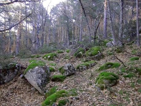 Chorrera de Mojonovalle y abedular de Canencia. Ruta fácil en la Sierra de Guadarrama (Madrid)