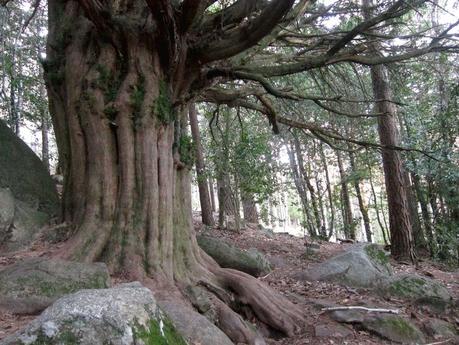 Chorrera de Mojonovalle y abedular de Canencia. Ruta fácil en la Sierra de Guadarrama (Madrid)