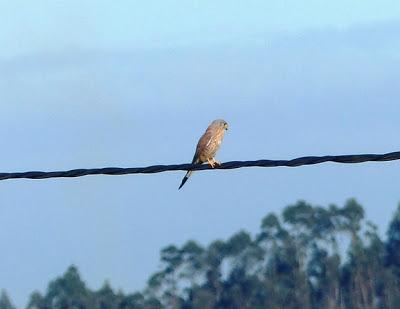 Ratoneros y cernícalos en Gozón Ratoneros y cernícalos en Gozón