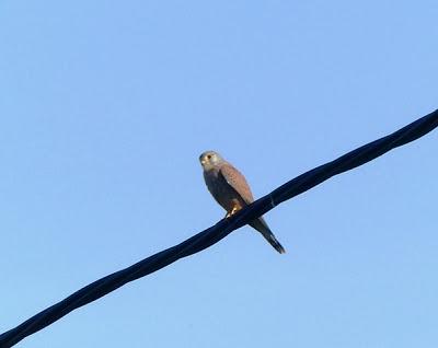 Ratoneros y cernícalos en Gozón Ratoneros y cernícalos en Gozón