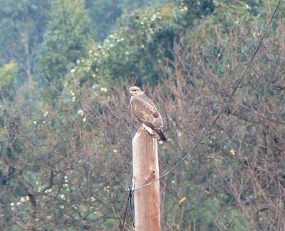 Ratoneros y cernícalos en Gozón