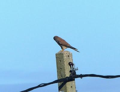 Ratoneros y cernícalos en Gozón Ratoneros y cernícalos en Gozón