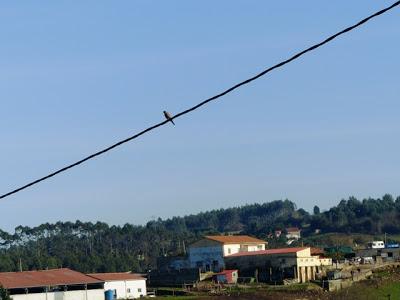 Ratoneros y cernícalos en Gozón Ratoneros y cernícalos en Gozón