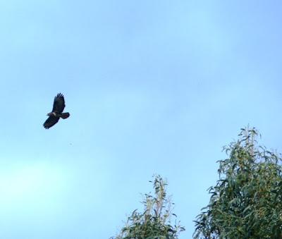 Ratoneros y cernícalos en Gozón