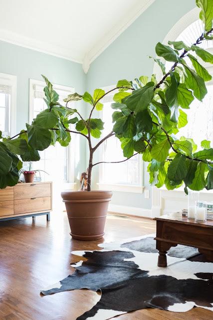 ¡Un árbol en casa!