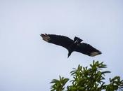 Volando bajo