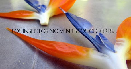 Strelitza Reginae, febrero. Strelitza Reginae, febrero.