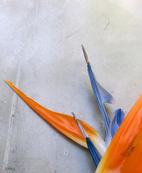 Strelitza Reginae, febrero. Strelitza Reginae, febrero.