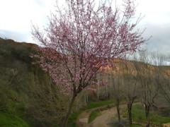 Puebla de Valles se viste de primavera