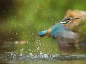 Ecosistemas acuáticos marinos