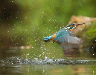 ecosistema de agua dulce