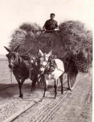 Resultado de imagen de Acarreo del grano