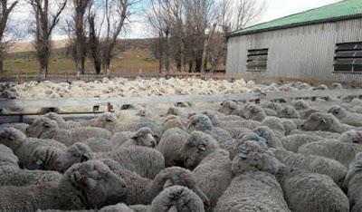 Piden la renuncia de la funcionaria acusada de robar ovejas en Pilcaniyeu