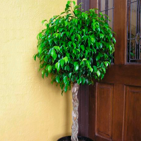 Resultado de imagen de ficus benjamina