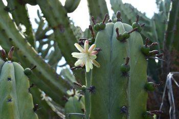 FRUTOS DE CACTUS COMESTIBLES