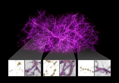 Un pequeño hongo puede ayudar explicar las estructuras más grandes del Universo Un pequeño hongo puede ayudar explicar las estructuras más grandes del Universo