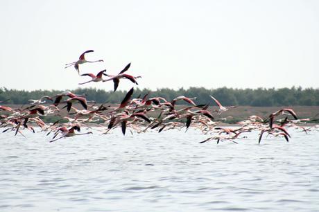 Resultado de imagen de humedales de la mancha