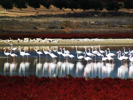 Resultado de imagen de flamencos en lagunas villacaÃ±as