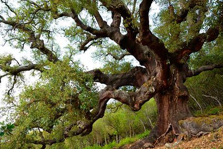 ¡Ante todo mucha calma! Estos son nuestros Planes en el Bierzo del 13 al 15 de marzo 2020