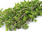 Mejorana propiedades esta planta medicinal