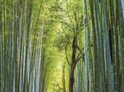 mágico lugar llamado bosque bambu japon