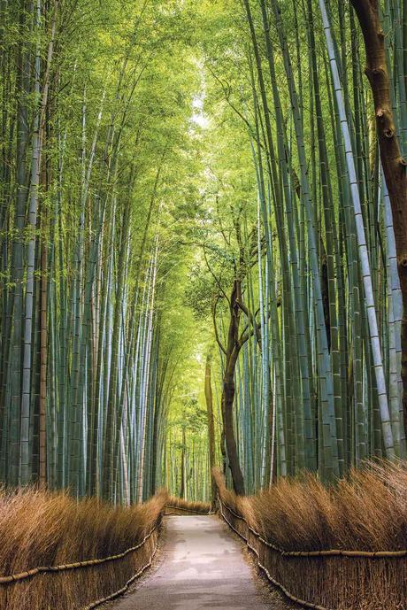 ESE MÁGICO LUGAR LLAMADO BOSQUE BAMBU JAPON