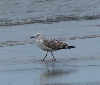 Varias en migración